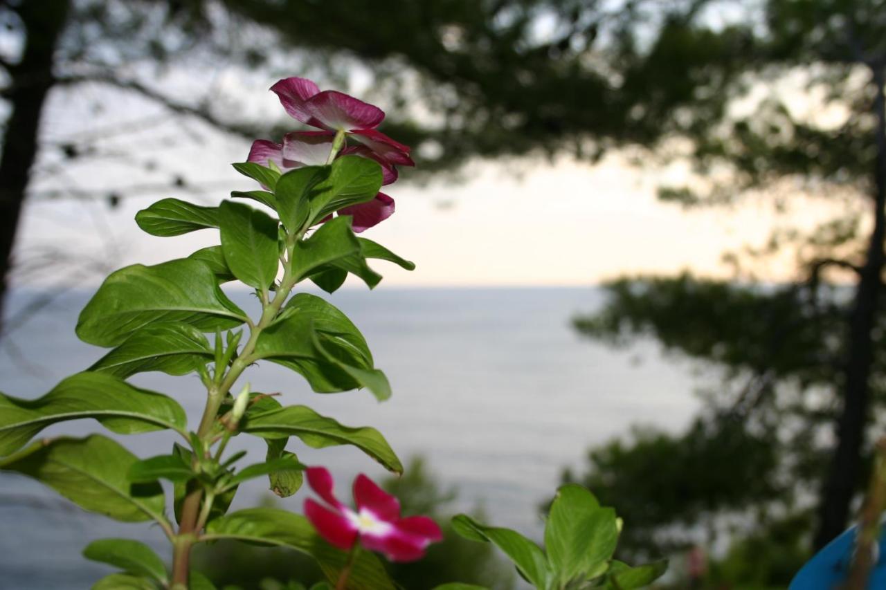 Apartments Rotim, Mljet, Sutmiholjska Babino Polje Zewnętrze zdjęcie