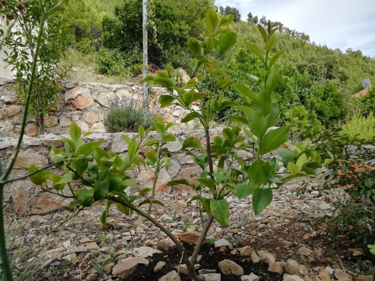 Apartments Rotim, Mljet, Sutmiholjska Babino Polje Zewnętrze zdjęcie